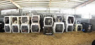 Pet owners benefitted from Pet Id during Hurricane Katrina